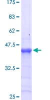 Human HOXB13 Protein (Recombinant GST, N-terminus)