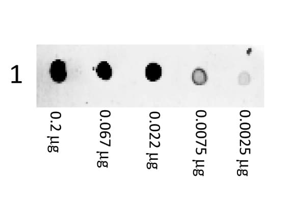 Polyclonal Goat Anti-Mouse IgG Secondary Antibody (RPE, IF)