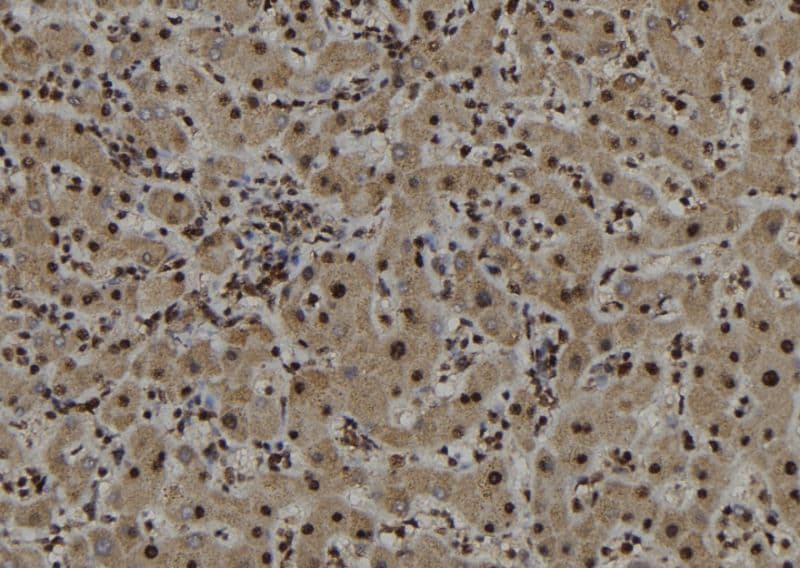 ARFL3 / ARL3 Antibody