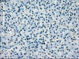 PPP5C Antibody (clone OTI2E12)