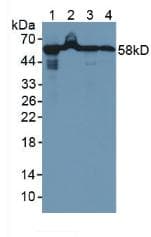 HSPD1 / HSP60 Antibody (aa1-573)
