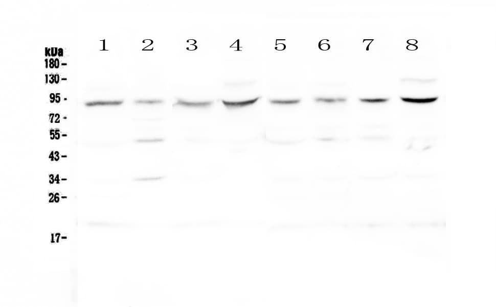 Cullin 4A / CUL4A Antibody