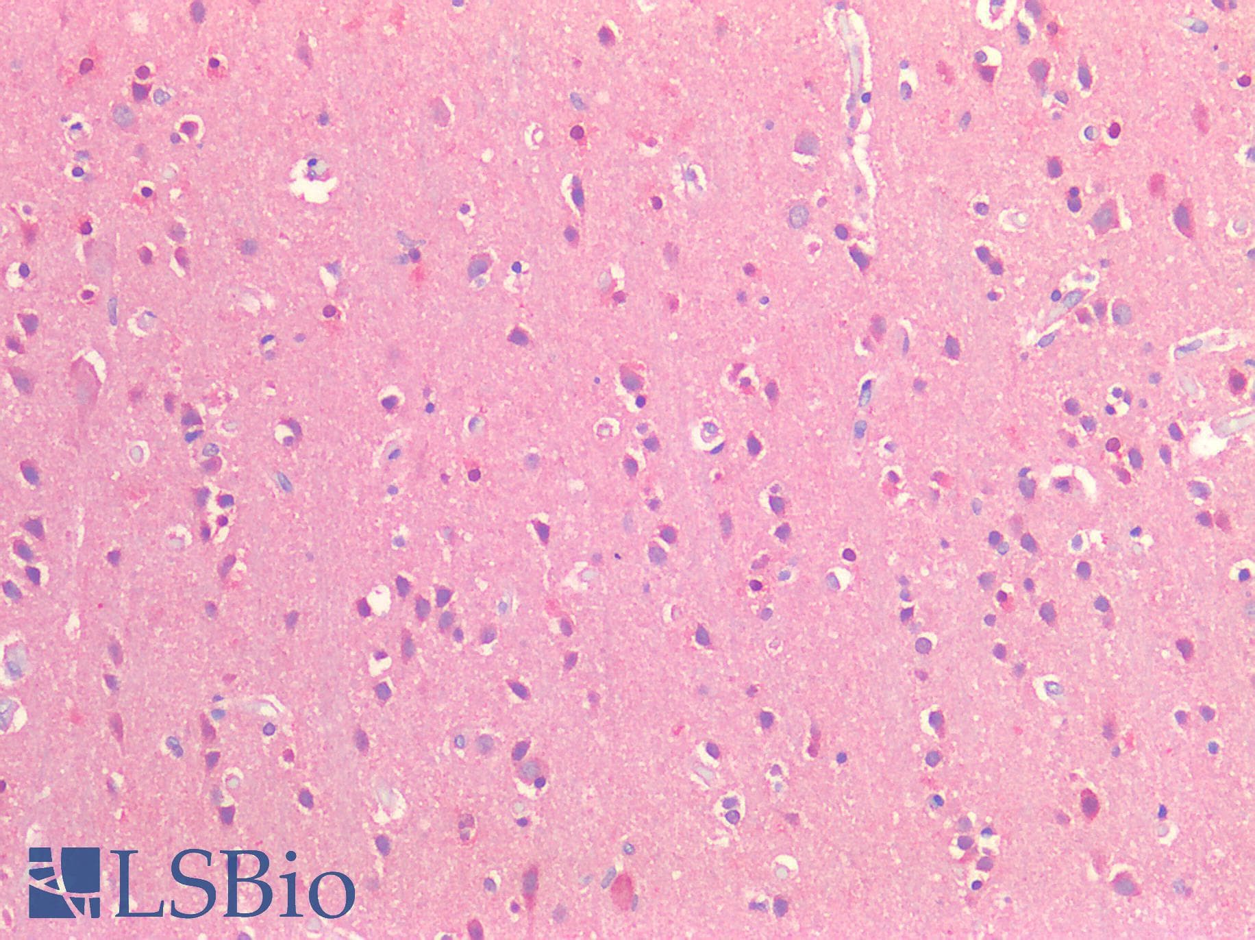 IHC-plus™ CD81 Antibody