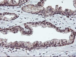 RFXANK Antibody (clone OTI2F12)