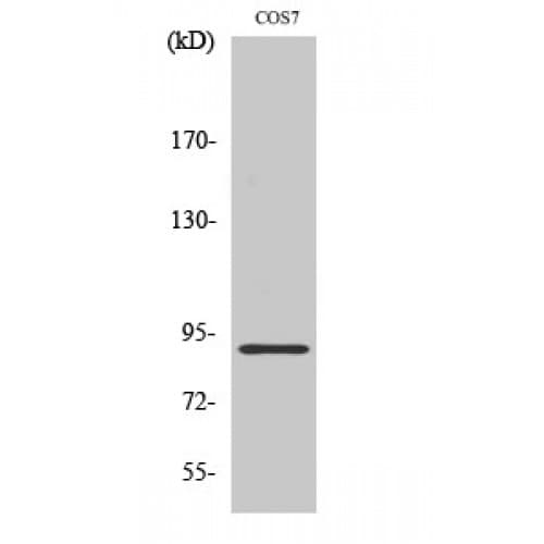 MARK1+2+3+4 Antibody (150-230 aa)