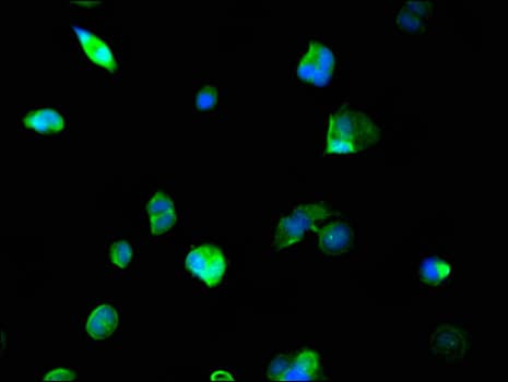 NCOA5 Antibody