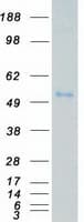 Human VRK3 Protein (Recombinant Myc-DDK (Flag))