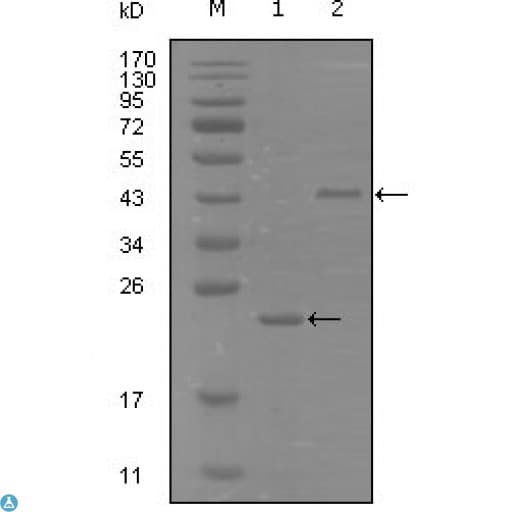 Monoclonal Mouse anti-Human EPHA8 / EPH Receptor A8 Antibody (WB)