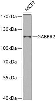 Polyclonal Rabbit anti-Human GABBR2 / GABA B Receptor 2 Antibody (WB)