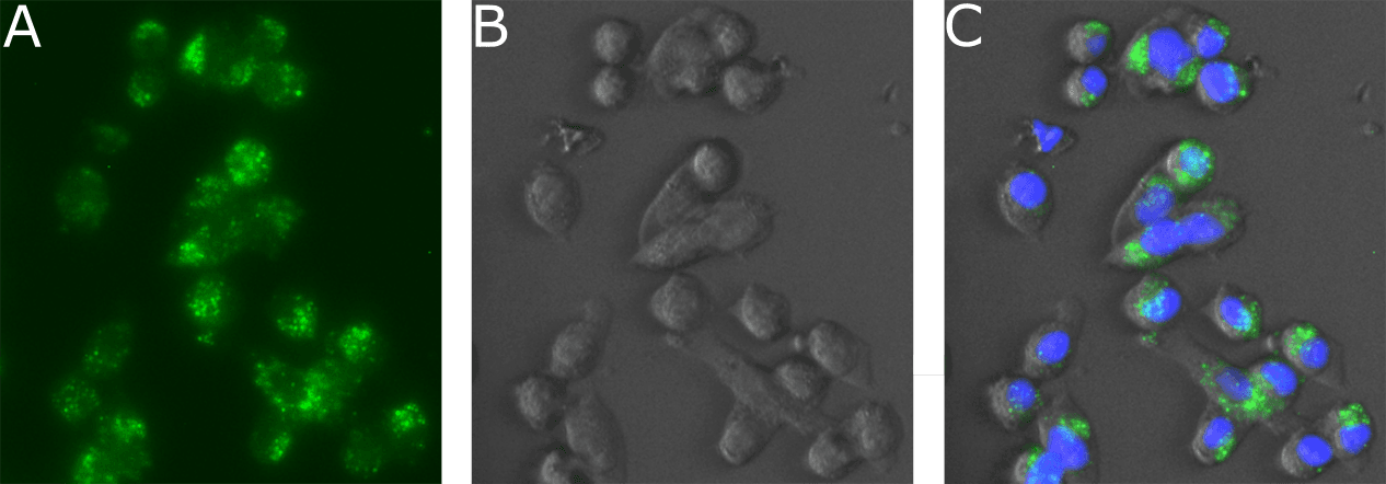 EPHA2 / EPH Receptor A2 Antibody (Human Ephrin Type A receptor 2, clone 1C1)