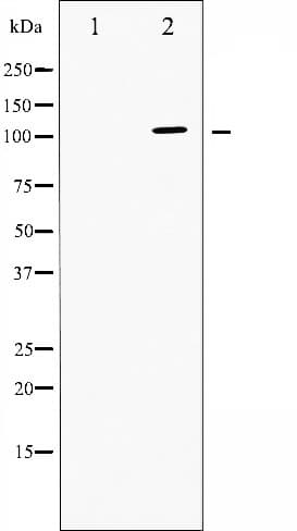 Polyclonal Rabbit anti-Human ATP1A1 Antibody (IHC, IF, WB)