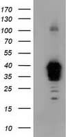NHEJ1 / XLF Antibody (clone OTI3E6)