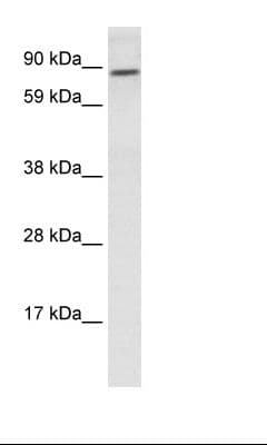 TCF4 Antibody (N-Terminus)