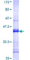 Human CHRNA2 Protein (Recombinant GST, N-terminus)