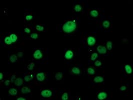 ERCC1 Antibody (clone OTI12F11, Carrier-free)