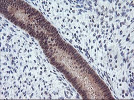 TIMP2 Antibody (clone OTI1B11, Carrier-free)