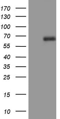CD5 Antibody (clone OTI13F2)