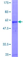 Human GZMA / Granzyme A Protein (Recombinant GST)