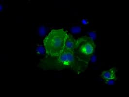 CD5 Antibody (clone OTI7A7)