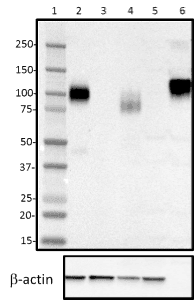 LAMP1 / CD107a Antibody (clone H4A3)