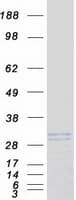 Human KLK6 / Kallikrein 6 Protein (Recombinant Myc-DDK (Flag))