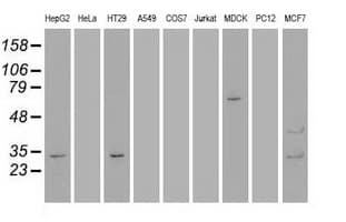 GSC / Goosecoid Antibody (aa107-257, clone OTI1D7, Carrier-free)