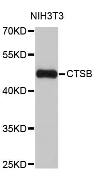 CTSB / Cathepsin B Antibody