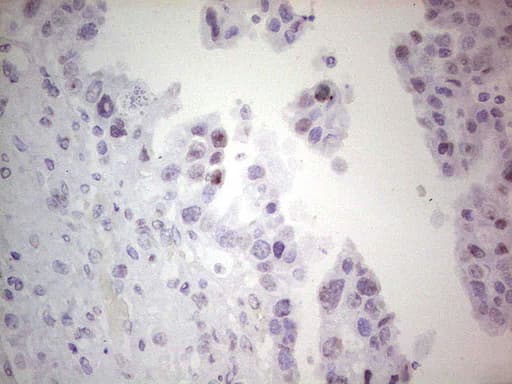 ERCC1 Antibody (clone OTI2B4, Carrier-free)