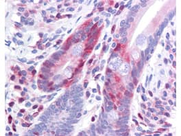 PDCD4 Antibody (phospho-Ser457, clone 9G6)