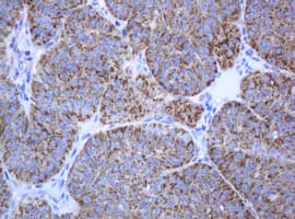 PCDH7 Antibody (clone OTI1A2, Carrier-free)