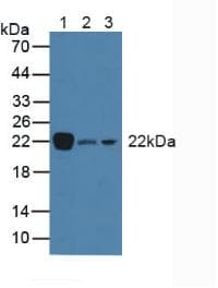 THY1 / CD90 Antibody (aa20-133, Cy3)