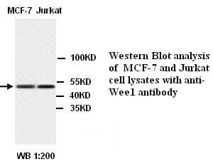 ENO1 / Alpha Enolase Antibody