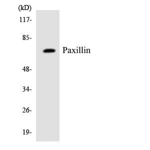 PXN / Paxillin Antibody (aa123-172)