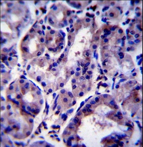 SNX24 Antibody (aa86-113)