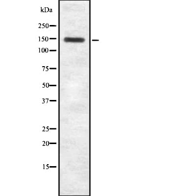 MYBBP1A Antibody