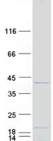 Human C1orf131 Protein (Recombinant Myc-DDK (Flag))