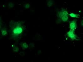XTP4 / C17orf37 Antibody (clone OTI3D12)