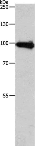 APLP1 / APLP-1 Antibody