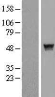 SH2D2A Protein (Over-Expression Lysate Myc-DDK (Flag))