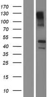 TMEM44 Protein (Over-Expression Lysate Myc-DDK (Flag))