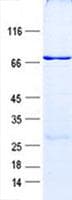 Human RPL3 / Ribosomal Protein L3 (Recombinant GST, N-terminus + His, C-terminus)