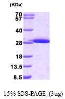 Mouse GSTM1 Protein (Recombinant His)