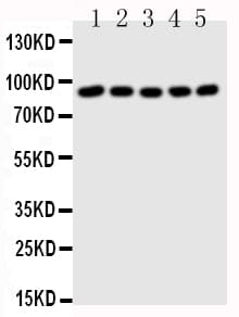 STAT1 Antibody (aa736-750)