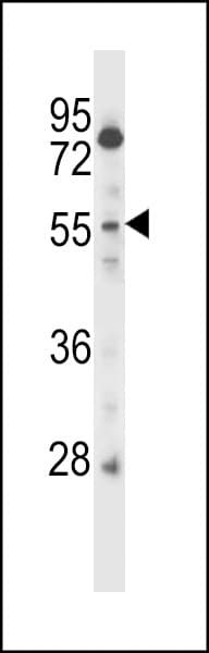 CSRNP2 / FAM130A1 Antibody (aa509-538)