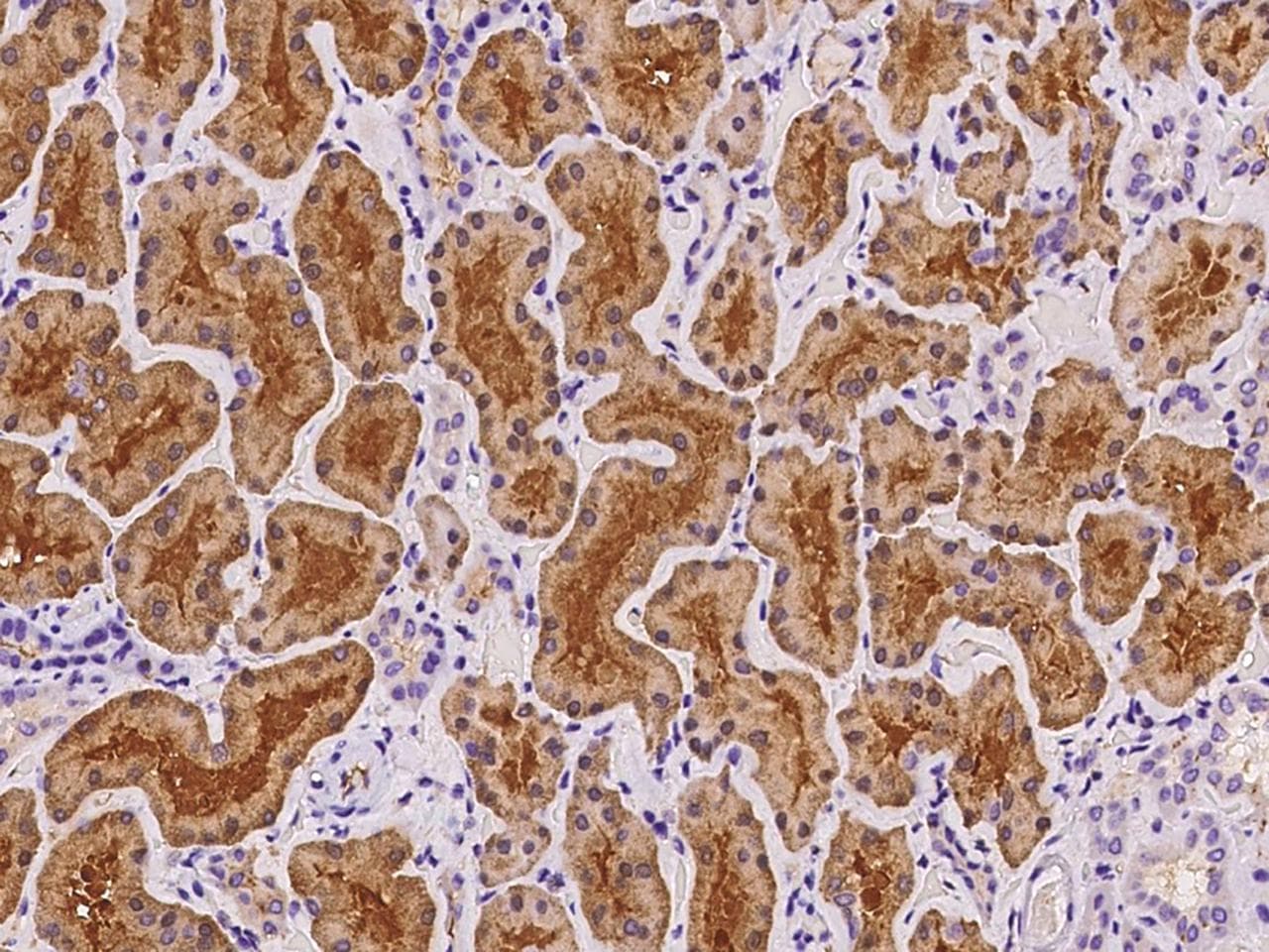 PZP Antibody