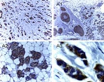 XIAP Antibody (aa163-230)