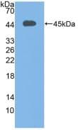 Complement C3c Antibody (aa1322-1661)
