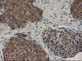 SPR Antibody (clone OTI4F5, Carrier-free)