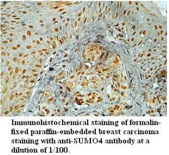 SUMO4 Antibody (aa2-95)