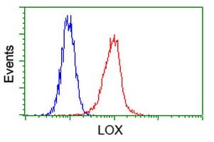 LOX / Lysyl Oxidase Antibody (clone OTI3C3)